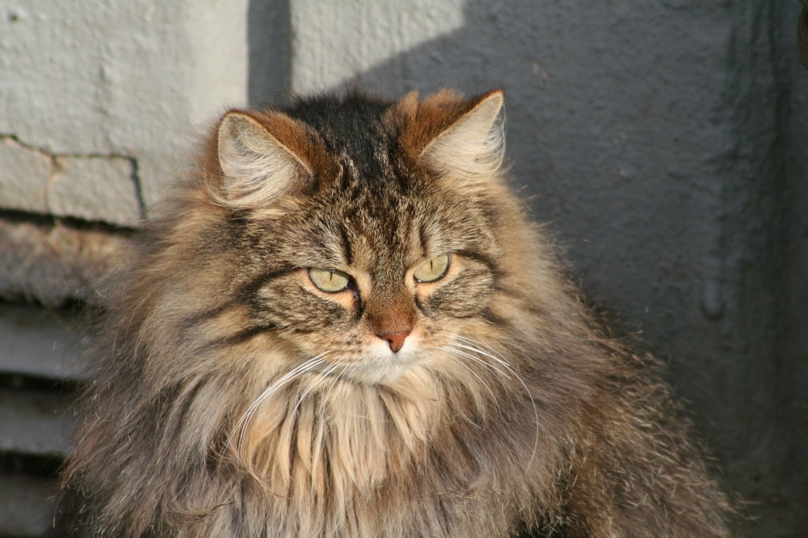 How To Groom A Maine Coon Cat