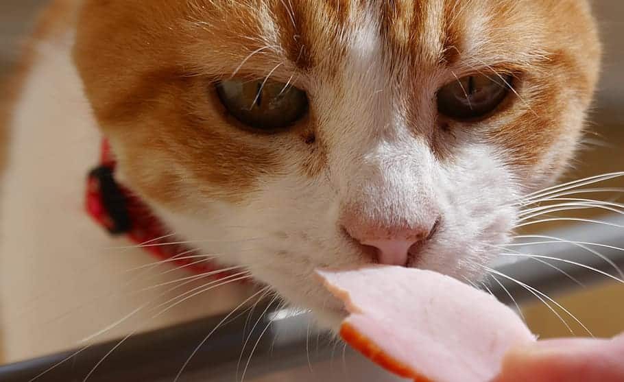 How To Force Feed A Cat: Step-by-Step Guide