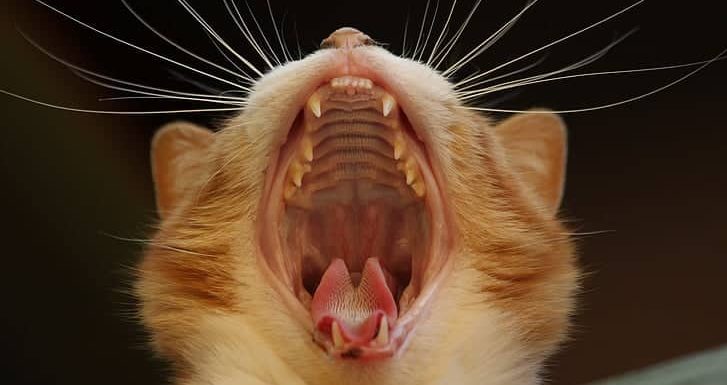 How To Keep Cats Teeth Clean Without Brushing: 5 Alternatives