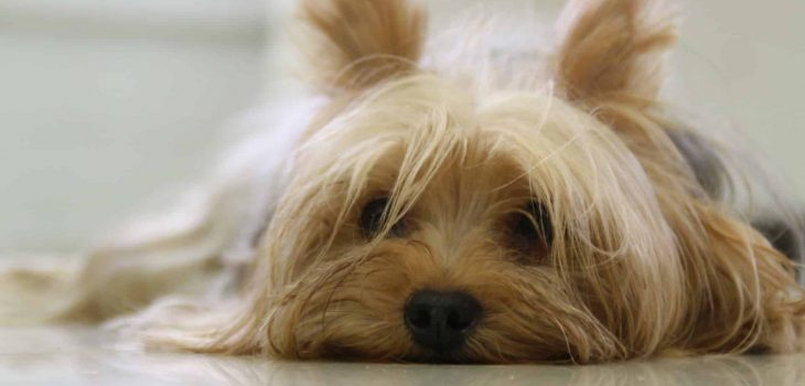 Why Do Yorkies Have Bad Breath