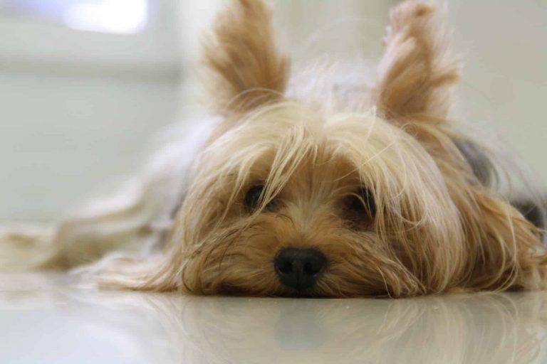 Why Do Yorkies Have Bad Breath? 7 possible reasons