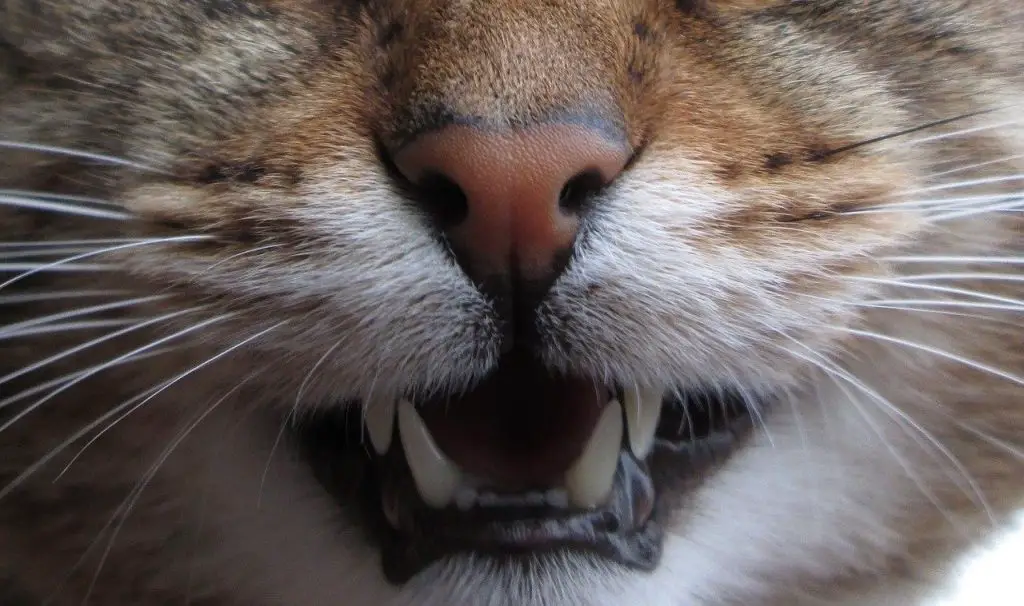 Why Does My Cat Bite My Nose? 7 Possible Reasons