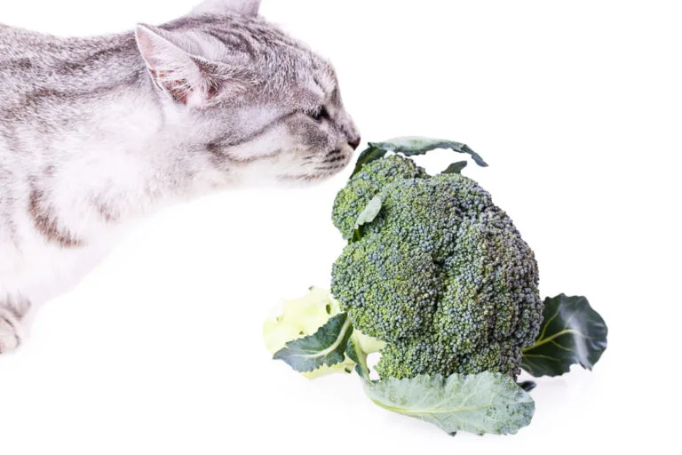 can cat eat broccoli