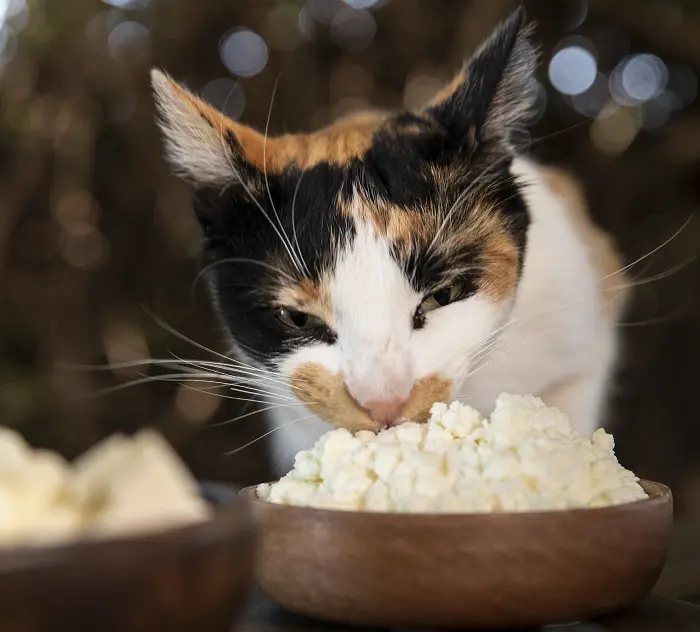 can cat eat oatmeal
