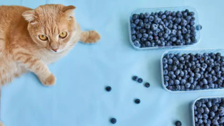 can cats eat blueberries