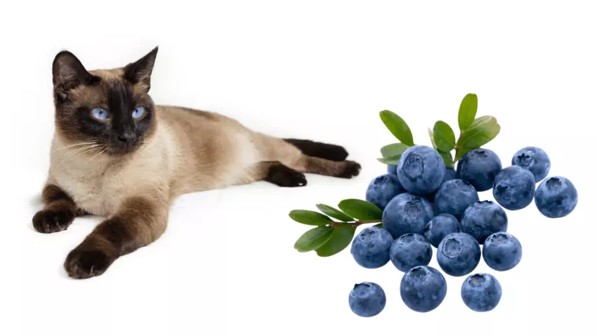can cats eat blueberry