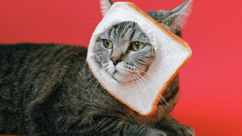 Can cats eat bread and butter