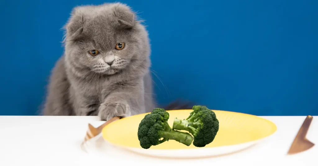 can cats eat broccoli