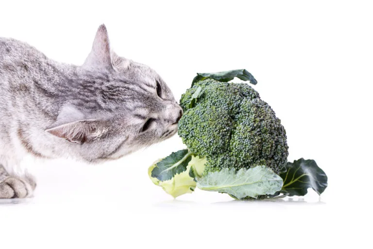 can cats eat broccoli florets