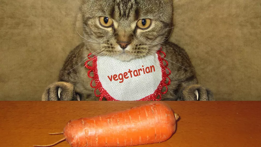 can cats eat carrots