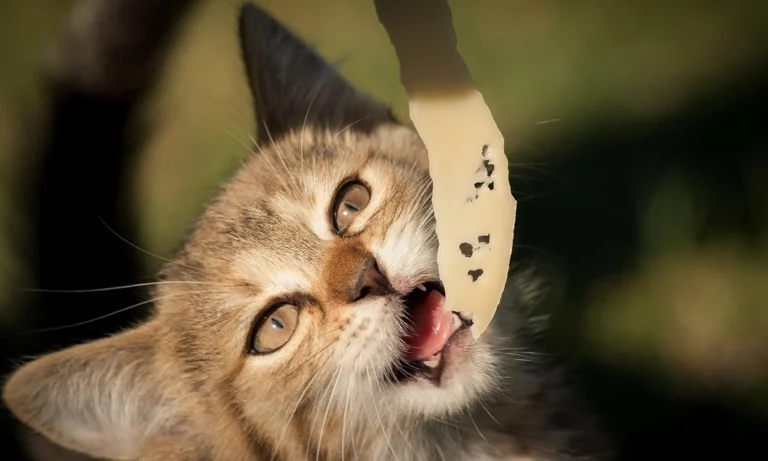 Can Cats Eat Cheese? Here’s Why it’s a Big NO!