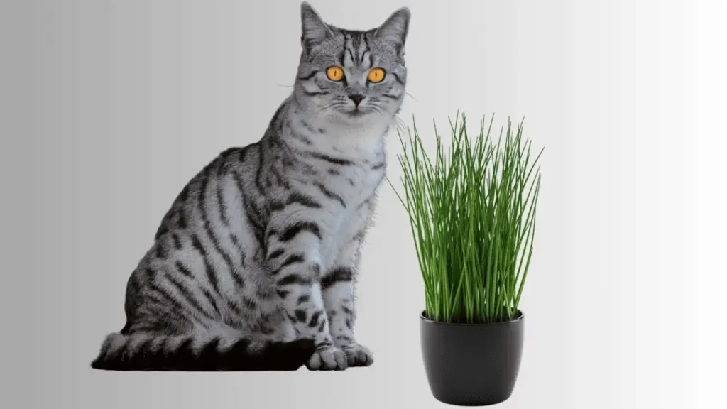 can cats eat chives