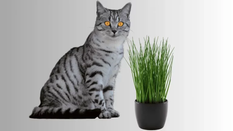 Can Cats Eat Chives? Here’s What You Need to Know