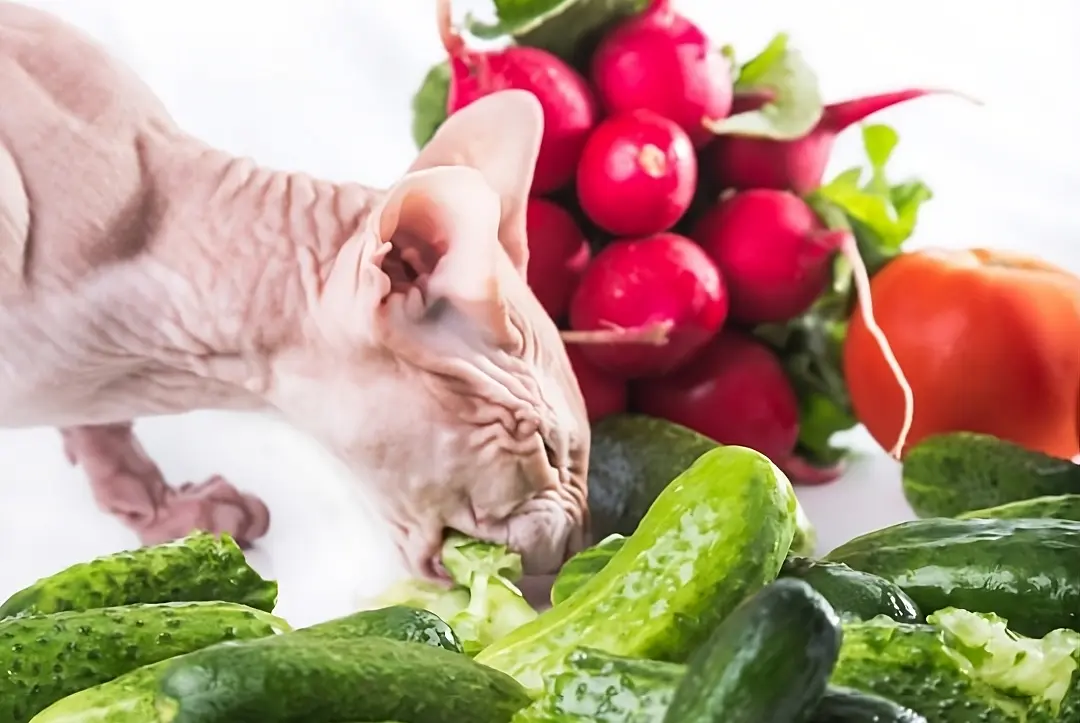 can cats eat cucumber