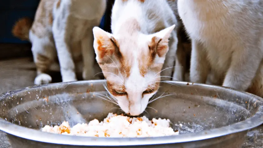 can cats eat fried rice