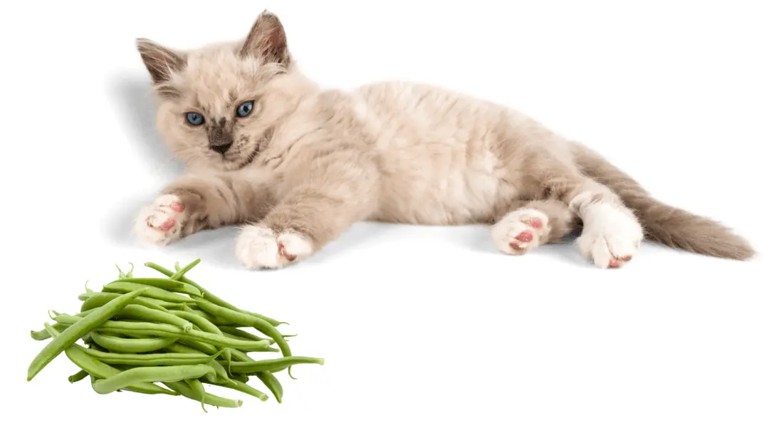 can cats eat green beans