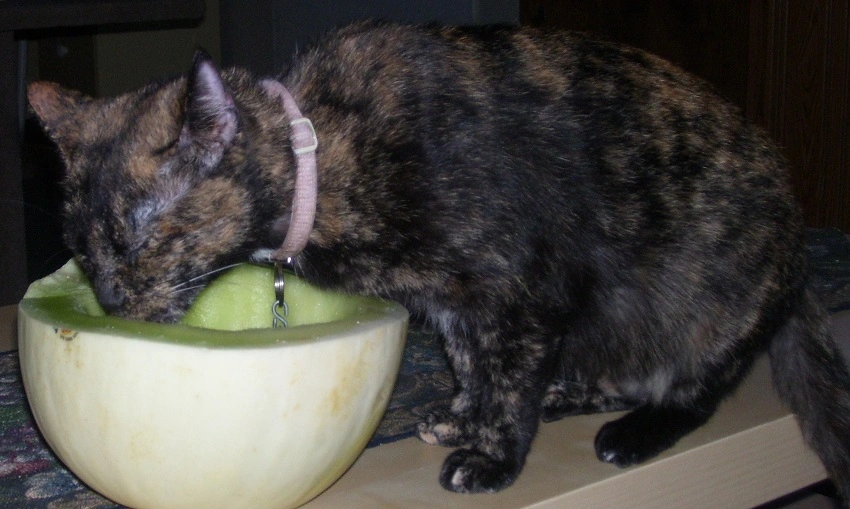 Can cats eat honeydew melon skin