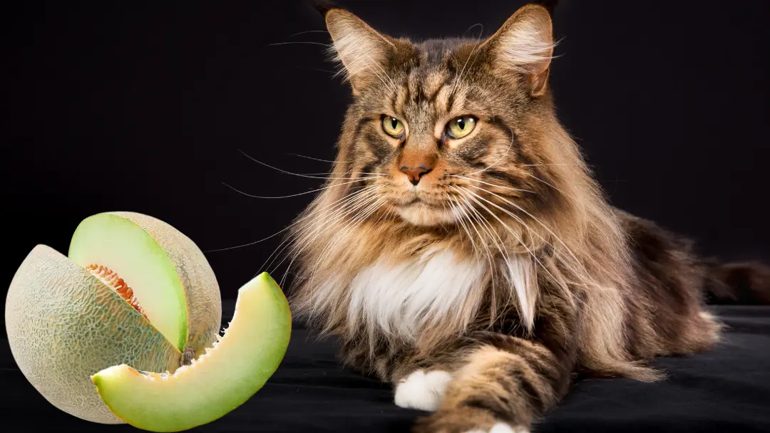 can cats eat honeydew