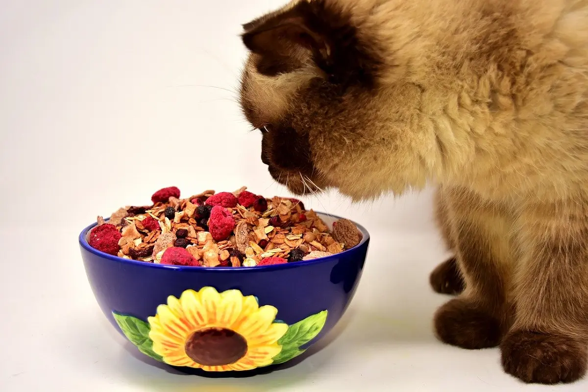 can cats eat oatmeal