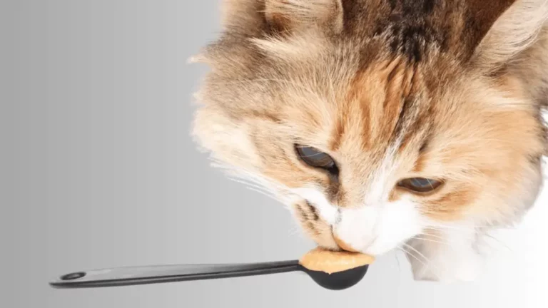 Can Cats Eat Peanut Butter? Is it Good or Bad?