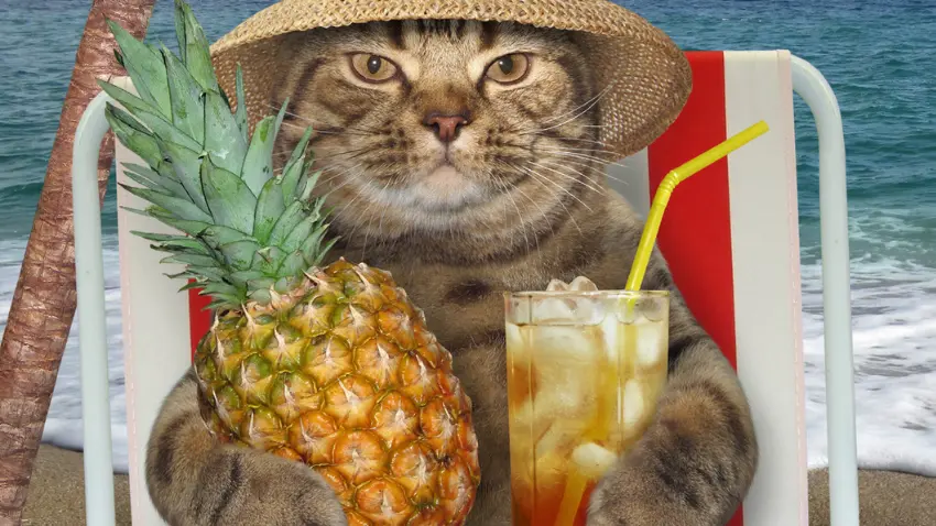 Can cats eat pineapple