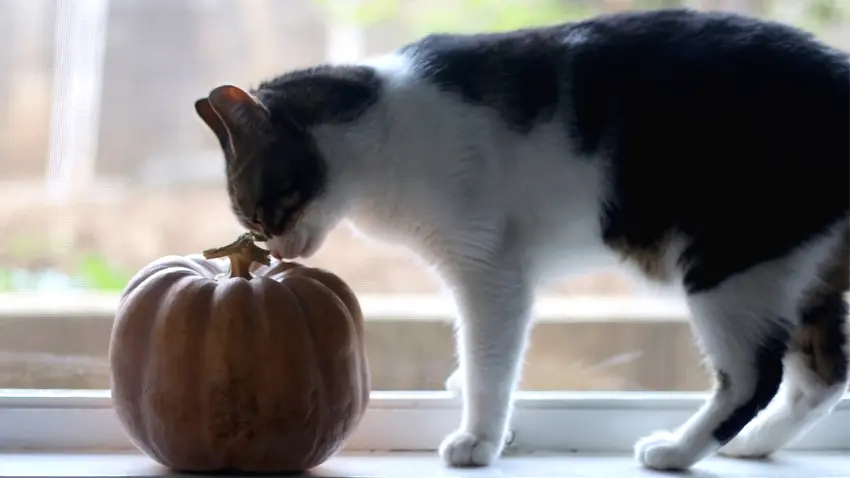 can cats eat pumpkin seeds