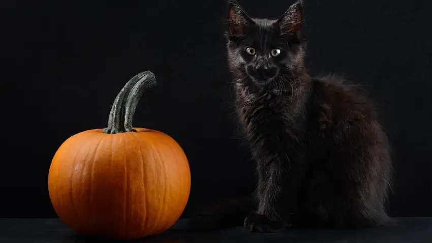 Can cats eat pumpkin