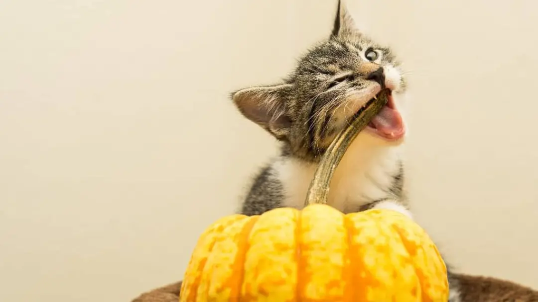 can cats eat squash