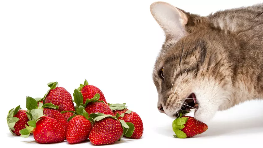 can cats eat strawberries