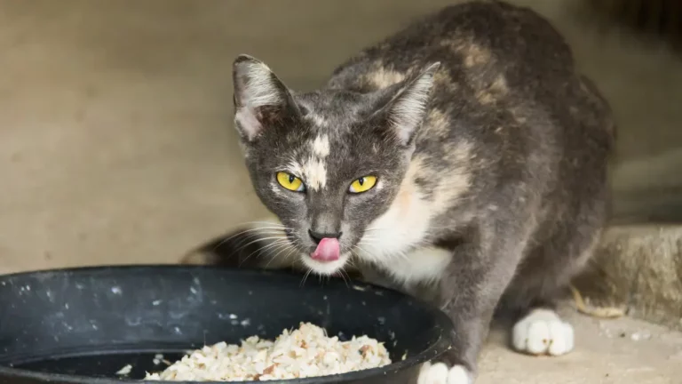 Can Cats Eat White Rice? Is It Safe?