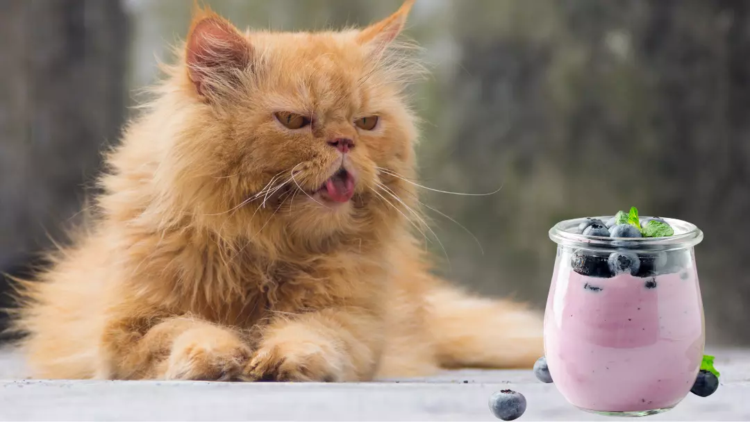 can cats have blueberries