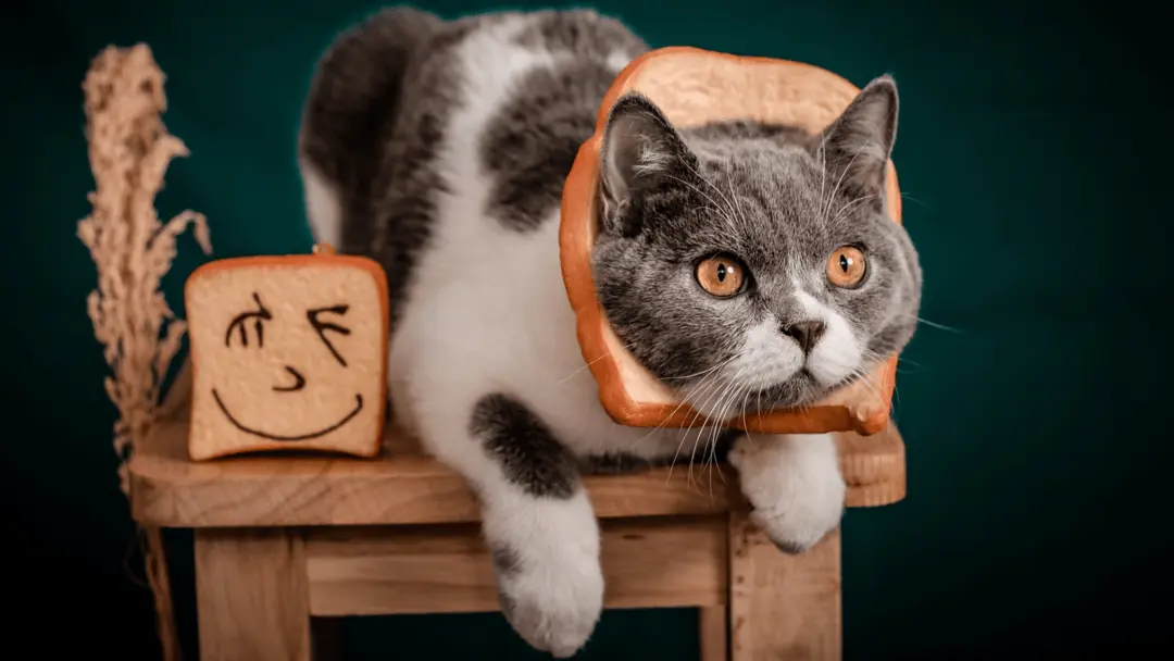 can cats have bread