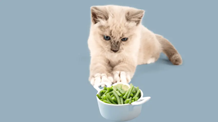 can cats have green beans