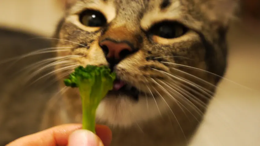cats eat broccoli