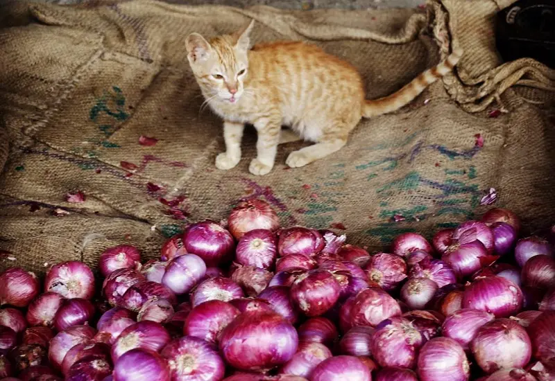 cats eat onions