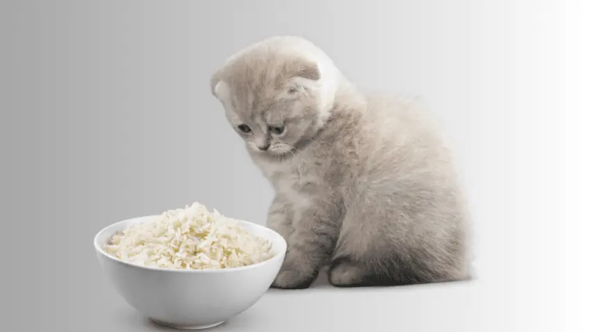 cats eat white rice