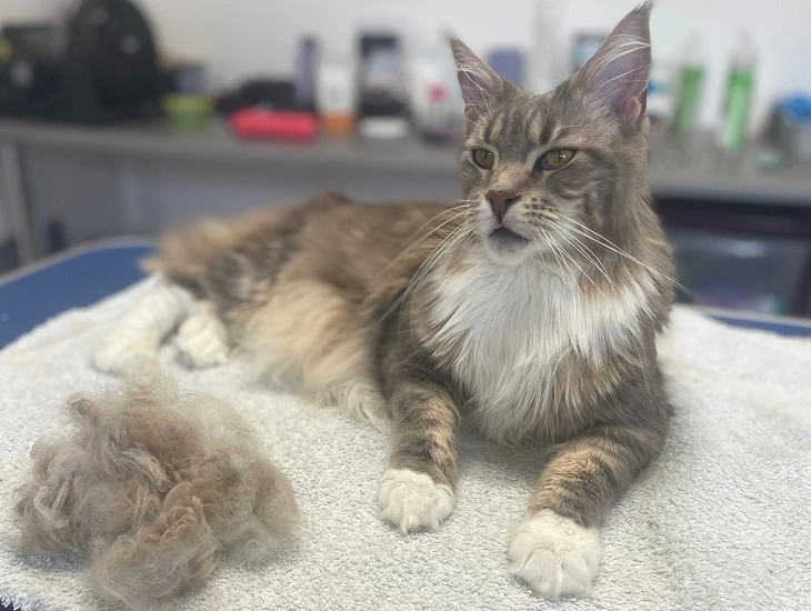 do maine coons shed their mane