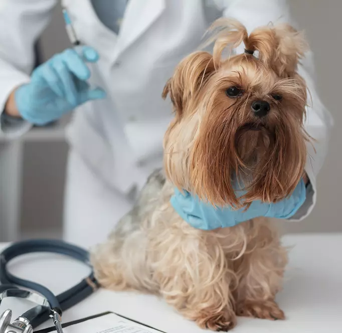 dog vaccination schedule
