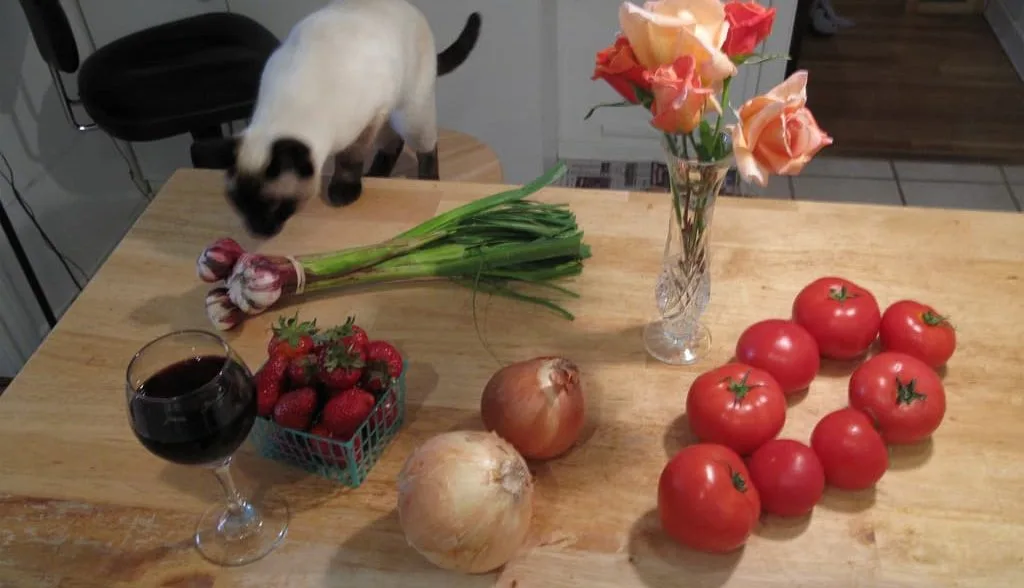 how much onion will hurt a cat