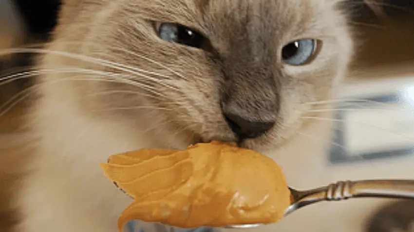 How much peanut butter is good for cats