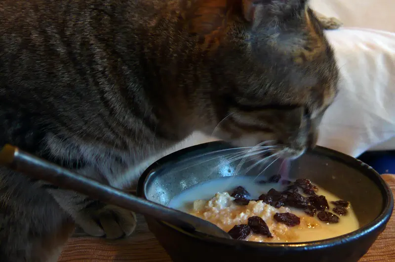 Can Cats Eat Oatmeal? 5 Benefits You Should Know PetCosset