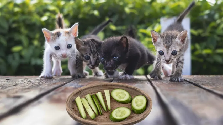 How to give cucumber to cats
