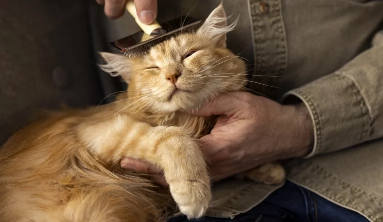 how to groom a maine coon cat