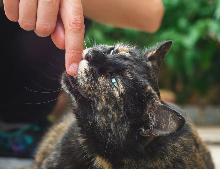 How to stop your cat from biting you