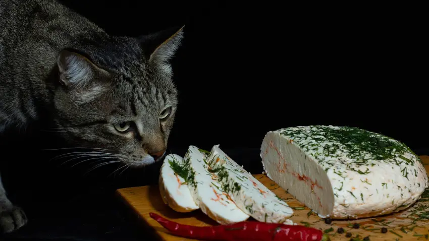 Is cheese safe for cats