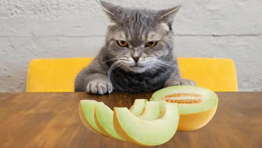 Is honeydew safe for cats