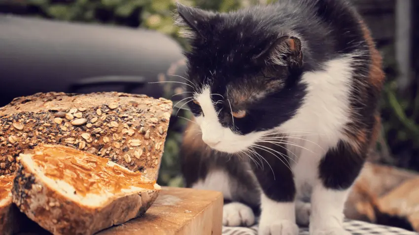 Is it safe for cats to eat bread