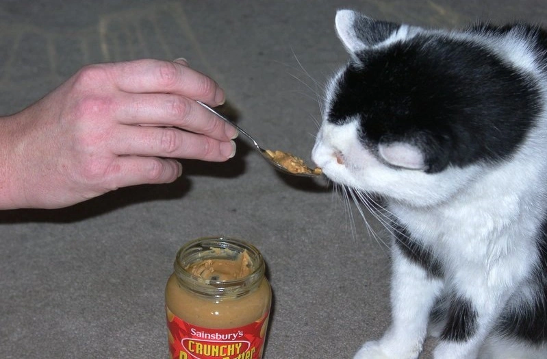 Is peanut butter safe for cats
