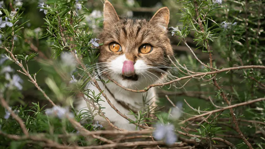 Is rosemary toxic to cats