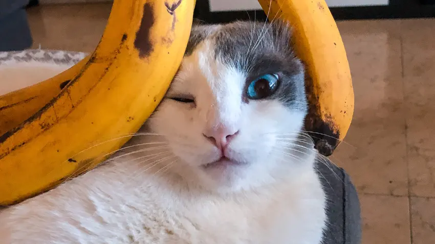 what fruits can cats eat